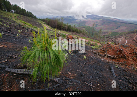 Une vue panoramique sur les plantations détruites par les incendies de forêt avec de grandes parcelles de brown montrant les arbres brûlés Banque D'Images