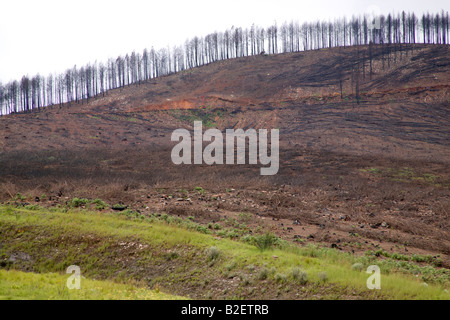 Une colline de pins brûlés lors des incendies de forêt d'Emballement Banque D'Images