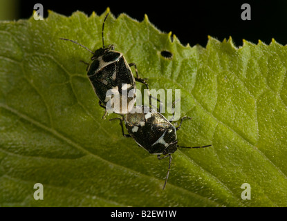 Pied shield bugs l'accouplement Sehirus bicolor Oland, Sweden Banque D'Images