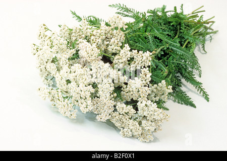 Politique achillée millefeuille (Achillea millefolium), tiges à fleurs, studio photo Banque D'Images