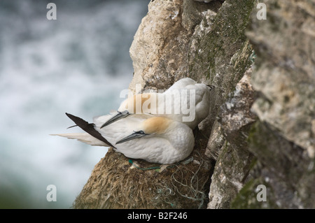 Fou de Bassan (Morus bassanus) paire adultes défendre le nid contre les intrus Hermaness National Nature Reserve Unst Shetland Banque D'Images