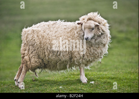 Moutons Brebis Shetland blanc étirement Hermaness Unst Shetland Islands Scotland UK Europe Banque D'Images