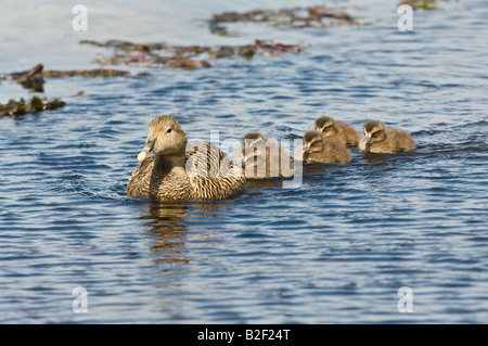 L'Eider à duvet (Somateria mollissima) canetons femelles adultes avec de l'eau sur la côte de Lerwick Shetland Islands Scotland UK Europe Juin Banque D'Images