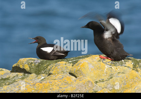 Le Guillemot à miroir (Cepphus grylle) paire sur le bord de la falaise Mousa Shetland Islands Scotland UK Europe Juin Banque D'Images