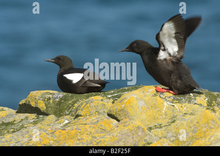 Le Guillemot à miroir (Cepphus grylle) paire sur le bord de la falaise Mousa Shetland Islands Scotland UK Europe Juin Banque D'Images