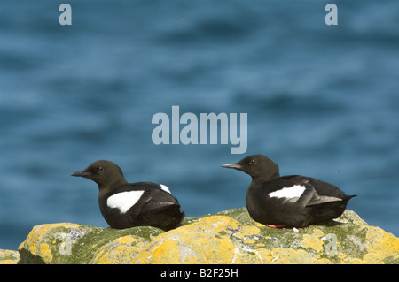 Le Guillemot à miroir (Cepphus grylle) pair reposant sur le bord de la falaise Mousa Shetland Islands Scotland UK Europe Juin Banque D'Images