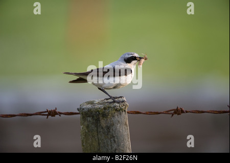 Traquet motteux Oenanthe oenanthe mâles adultes de retour au nid avec de la nourriture' Établissement"Sumburgh Shetland Islands Scotland UK Europe Juin Banque D'Images