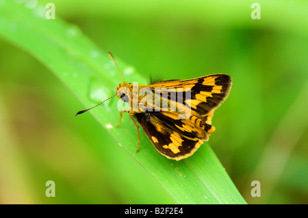 La vue rapprochée de fiery skipper on leaf Banque D'Images