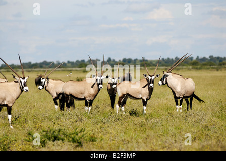 Oryx troupeau - standing on meadow / Oryx gazella Banque D'Images