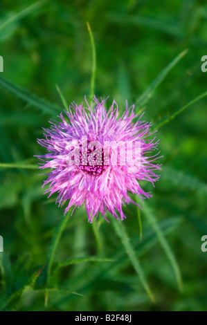 Cirse Cirsium vulgare en fleurs passage tourné sur blossom montrant dewdrops Banque D'Images