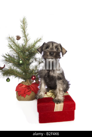 Noël adorable chiot Schnauzer nain en vertu de l'arbre de Noël sur le velours rouge boîte-cadeau isolé sur fond blanc Banque D'Images