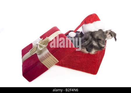 Noël adorable chiot Schnauzer nain endormi dans boîte cadeau en velours rouge porter du rouge et blanc santa hat isolated on white Banque D'Images
