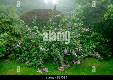 Vent et pluie d'endommager un fleurissement Lavatera olbia rosea dans un jardin de pluie Banque D'Images