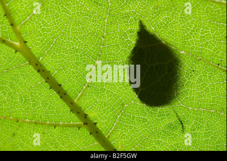 Sur une feuille de bouleau / Gunnera manicata rhubarbe chilienne feuille. UK Banque D'Images