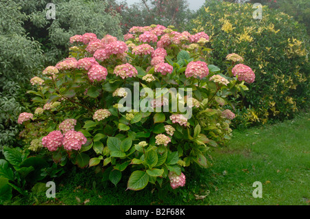 Arbuste à fleurs Hortensia rouge montrant la chlorose causée par une carence en fer induite par la chaux Fe Banque D'Images