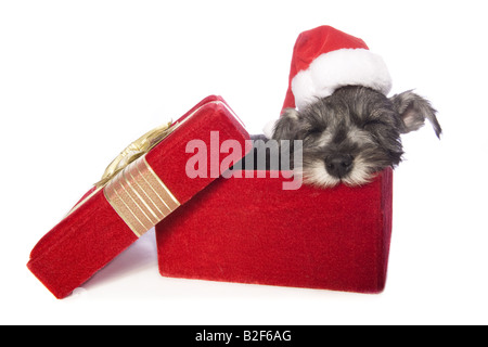 Noël adorable chiot Schnauzer nain endormi dans boîte cadeau en velours rouge porter du rouge et blanc santa hat isolated on white bac Banque D'Images