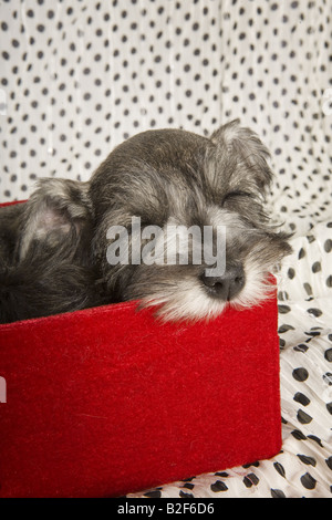 Adorable chiot Schnauzer nain endormi dans la boîte rouge sur noir et blanc polka dotted background Banque D'Images