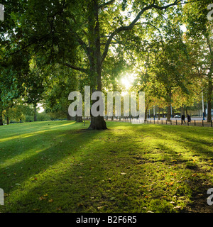 Soirée d'automne soleil brille à travers les feuilles à St James Park Londres Angleterre. Banque D'Images