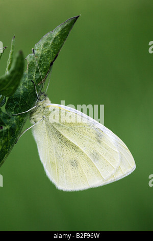 Grand Blanc - sur les / Pieris brassicae Banque D'Images