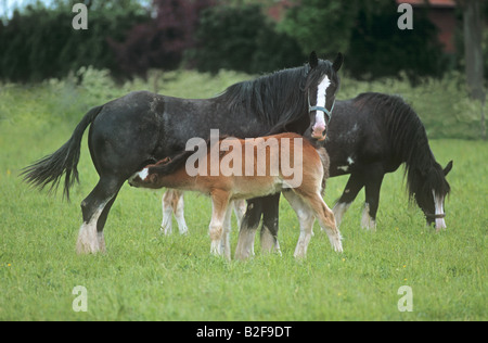 Shire Horse - mare suckling poulain Banque D'Images