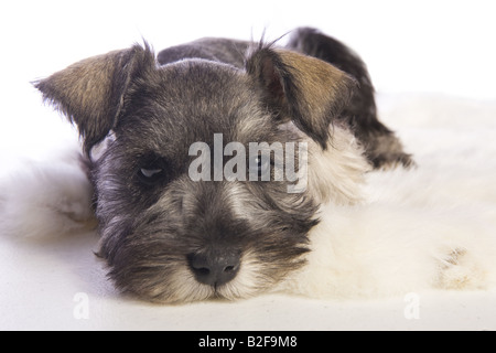 Adorable chiot Schnauzer nain couché isolé sur fond blanc Banque D'Images