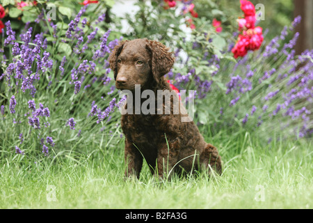 Curly-Coated Retriever - puppy sitting on meadow Banque D'Images
