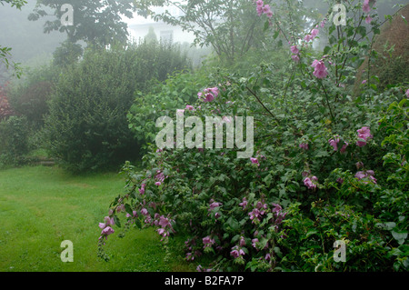 Vent et pluie d'endommager un fleurissement Lavatera olbia rosea dans un jardin de pluie Banque D'Images
