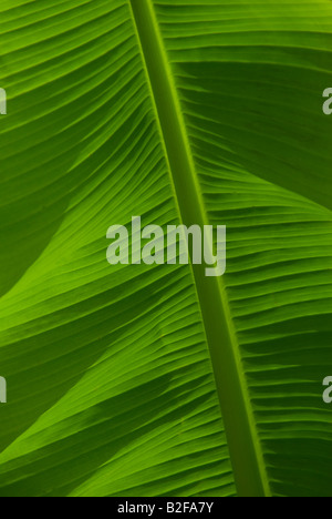 Gros plan d'une feuille de bananier. Banque D'Images