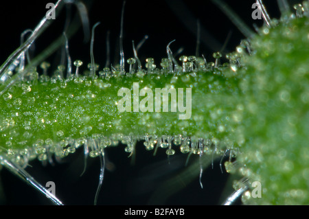 Les trichomes glandulaires ou des poils sur la tige d'une tomate cultivée en serre Banque D'Images