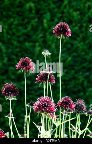 SCABIOSA ATROPURPUREA CHILI BLACK Banque D'Images