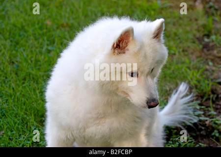 Le chien mignon pelucheux rêve blanc samoyède pose portrait of male chiot femelle frontal adultes ly pré nature extérieur pedigree Banque D'Images