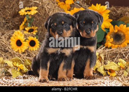 Rottweiler. Deux chiots assis sur le panier devant les tournesols Banque D'Images