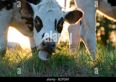 Vache mange de l'herbe dans le pré Banque D'Images