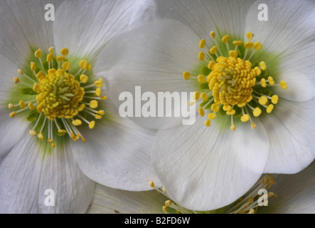 Gros plan de fleur de la rose de Noël, Helleborus niger, Potters Wheel Banque D'Images