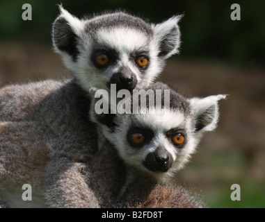 Deux anneau bébé cerf de lémuriens, Lemur catta Banque D'Images