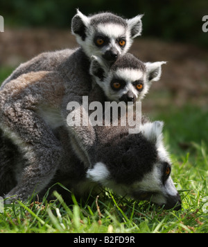 Deux anneau bébé cerf de lémuriens, Lemur catta, école sur le dos de leur mère Banque D'Images