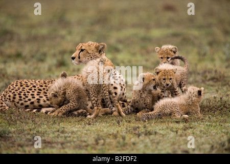 Guépard femelle et d'oursons Acinonyx jubatus Ndutu Tanzanie Banque D'Images