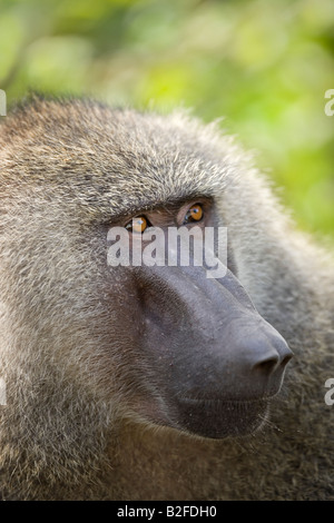 Portrait d'homme babouin Anubis Olive Papio anubis Lake Manyara National Park Tanzanie Banque D'Images