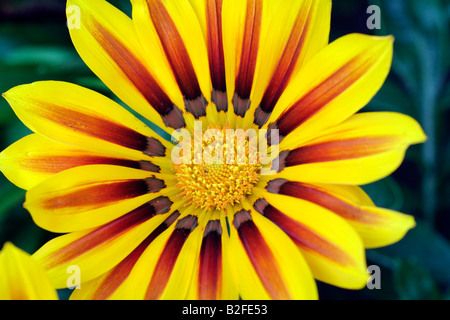 GAZANIA SPLENDENS DAYBREAK BANDE ROUGE FLEUR DÉTAIL CLOSE UP Banque D'Images