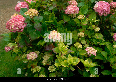 Arbuste à fleurs Hortensia rouge montrant la chlorose causée par une carence en fer induite par la chaux Fe Banque D'Images