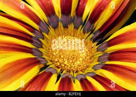 GAZANIA SPLENDENS DAYBREAK BANDE ROUGE FLEUR DÉTAIL CLOSE UP Banque D'Images