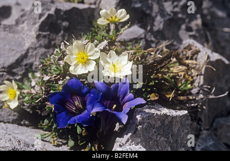 Gentiane alpine et dryas blanc Banque D'Images