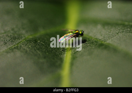 Une mouche verte repose sur une feuille d'un vert profond, ses ailes de lumière lueur arc-en-ciel dans la lumière. Le fond sombre crée la profondeur. Banque D'Images