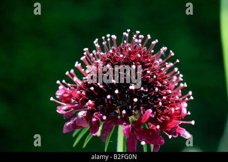 SCABIOSA ATROPURPUREA CHILI BLACK Banque D'Images