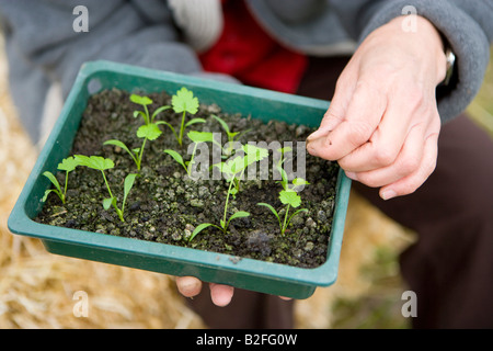 Piquer les semis dans un bac de semences Banque D'Images