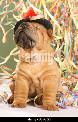 Shar Pei chiot entre les banderoles de papier Banque D'Images