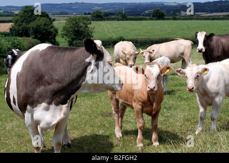 La viande de vaches allaitantes leurs veaux et le taureau à l'herbe dans le Somerset en été Banque D'Images