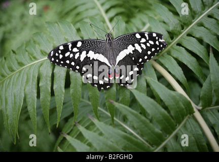 Papillon à queue fourchue, chaux des jardins à papillons Seaforde comté de Down en Irlande du Nord Banque D'Images