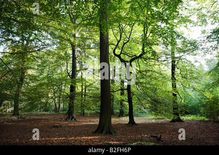 Caduques dans Dorset, UK Banque D'Images
