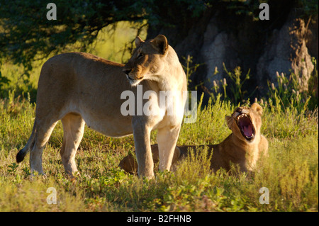 Lionne et son petit dans la savane d'alerte Banque D'Images